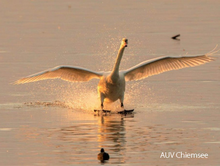 Schwan im Abendlicht