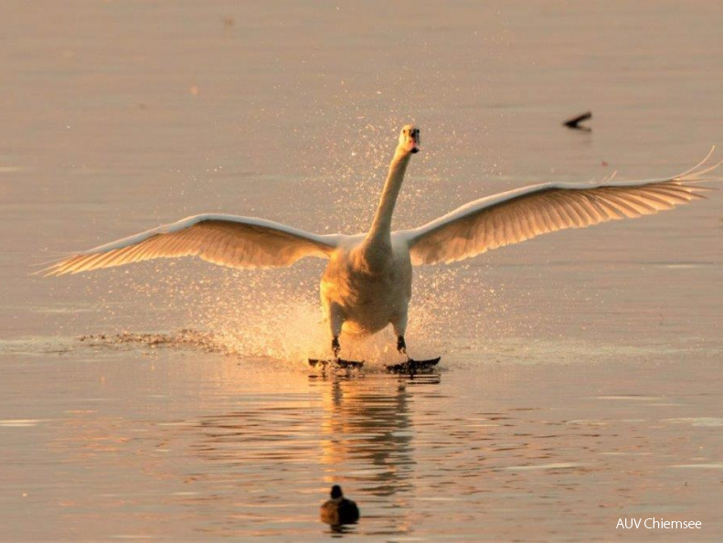 Schwan im Abendlicht