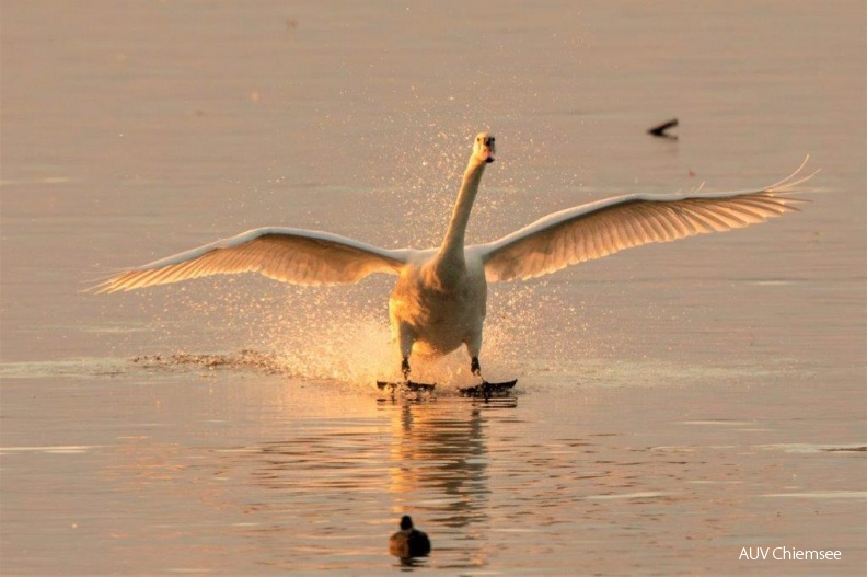 AktNatBeo-190819-ah-Schwan_im_Abendlicht_HB.jpg