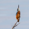 Eisvogel in Abwehrhaltung bei vorbeifliegendem Falken