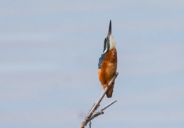 Eisvogel in Abwehrhaltung bei vorbeifliegendem Falken