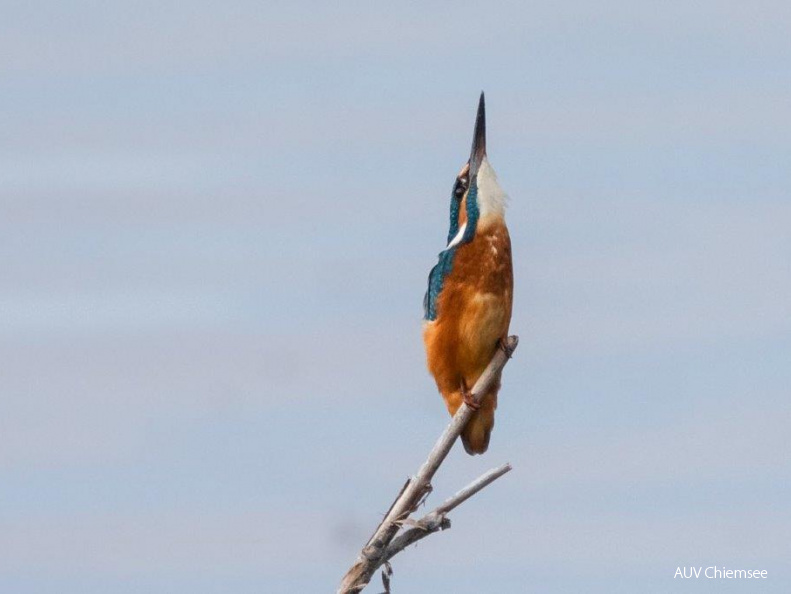 Eisvogel in Abwehrhaltung bei vorbeifliegendem Falken