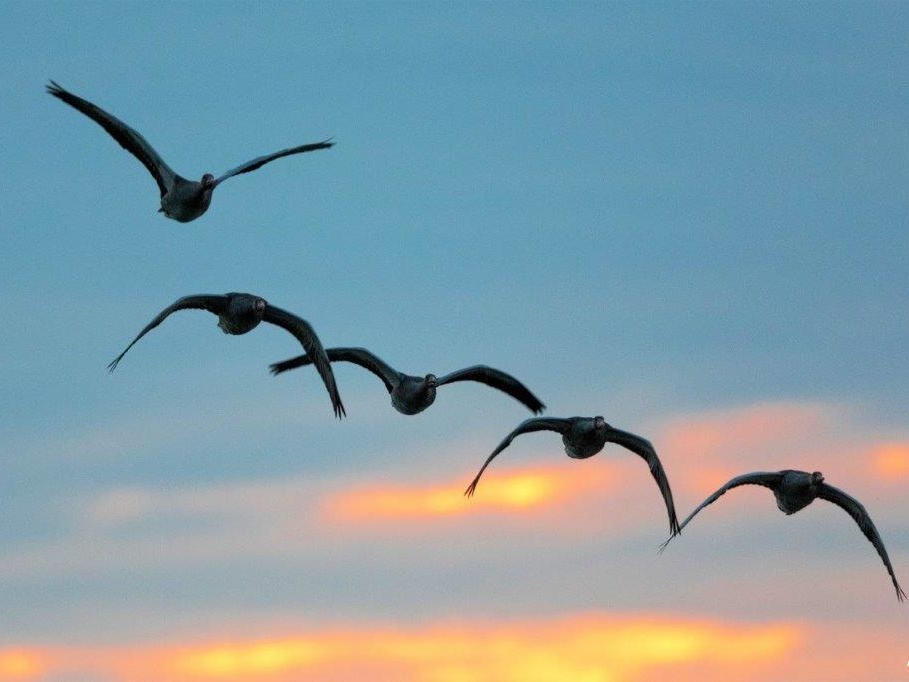 Graugänse vom Seeadler in der Abenddämmerung aufgescheucht