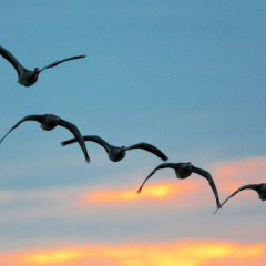 Graugänse vom Seeadler in der Abenddämmerung aufgescheucht