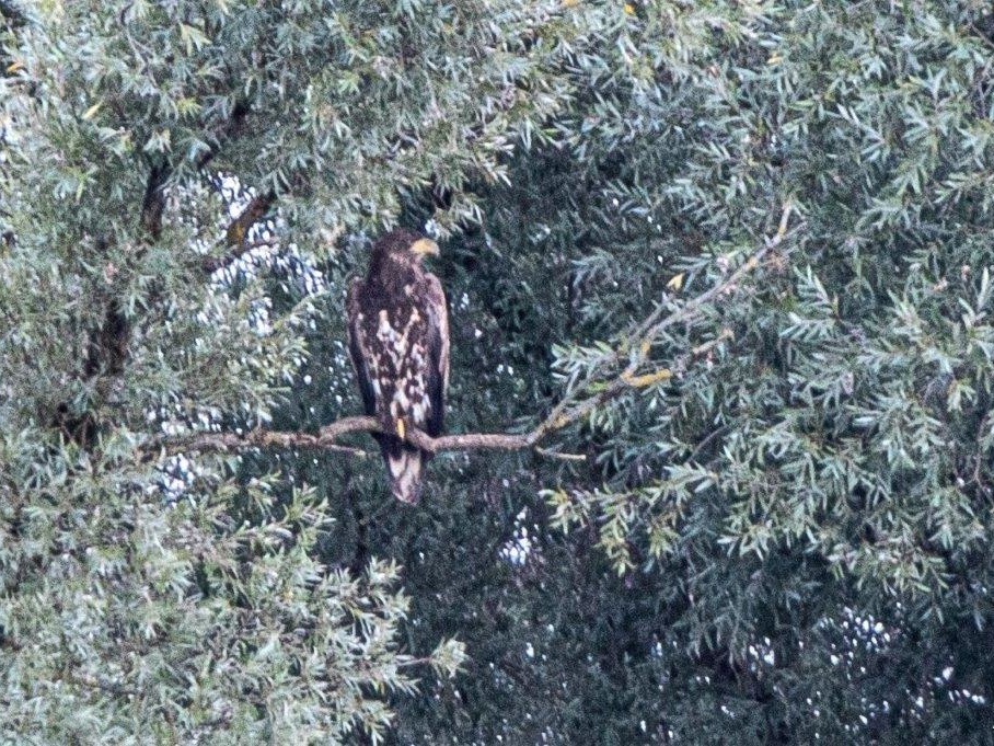 Seeadler in der Abenddämmerung