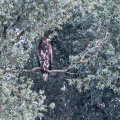 Seeadler in der Abenddämmerung