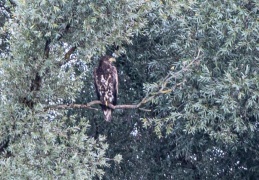 Seeadler in der Abenddämmerung