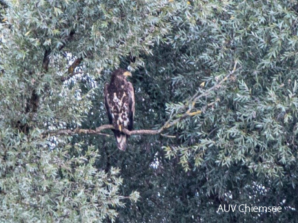 Seeadler in der Abenddämmerung