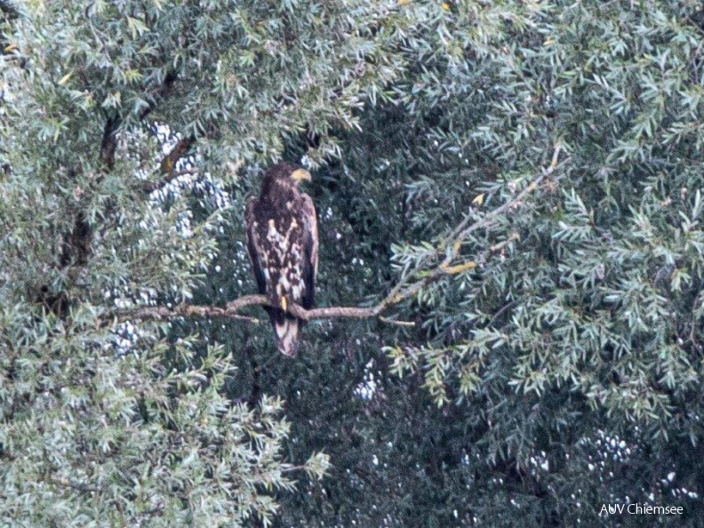 Seeadler in der Abenddämmerung