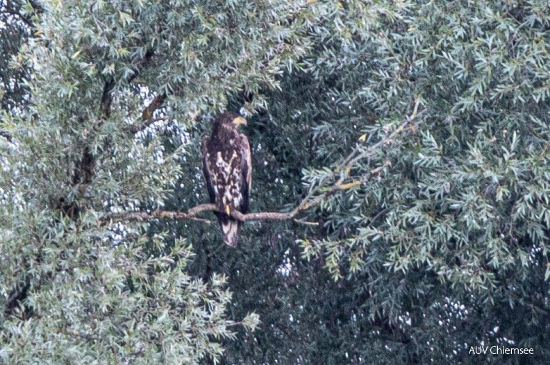 AktNatBeo-190819-ah-Seeadler_in_der_Abenddaemmerung_HB.jpg