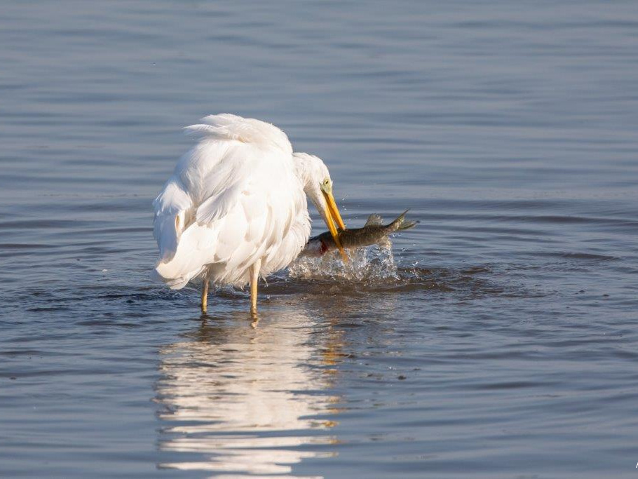 Siberreiher erbeutet großen Hecht