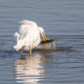 Siberreiher erbeutet großen Hecht