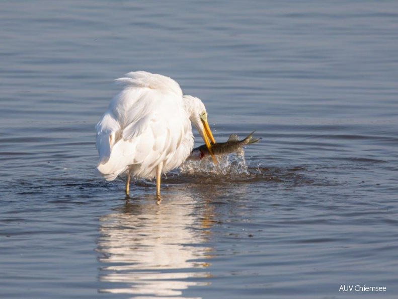 Siberreiher erbeutet großen Hecht