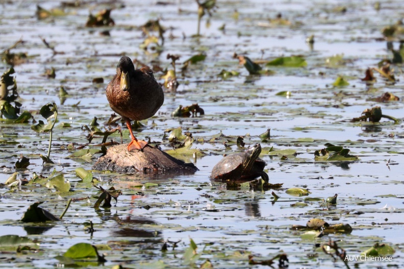 AktNatBeo-190910-hw-01_Gelbwangen_Schmuckschildkroete_Stockente_Hirschauer_Bucht_09.2019_8C3A7686.jpg