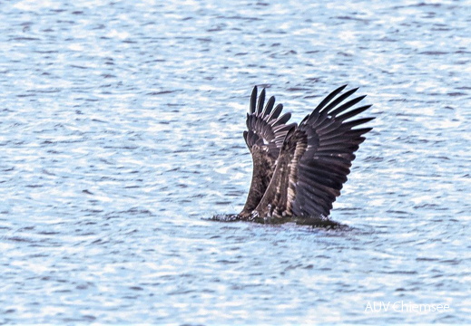 Seeadler beim Fischfang