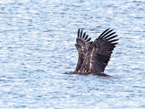 Seeadler beim Fischfang