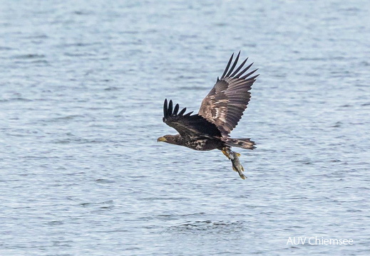 Seeadler mit Hecht