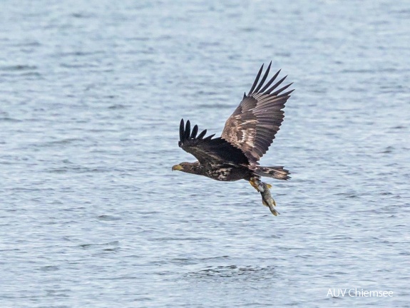 Seeadler mit Hecht