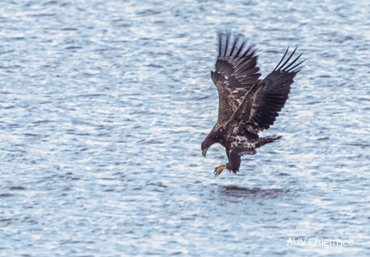 Seeadler beim Fischfang