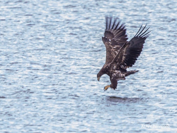 Seeadler beim Fischfang