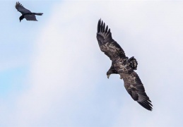 Seeadler beim Jagdflug