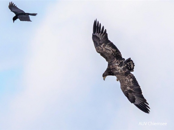 Seeadler beim Jagdflug