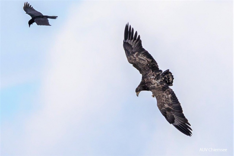 AktNatBeo-190925-ah-Seeadler_Jagdflug_HB.jpg