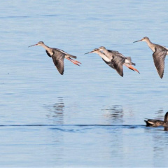 Dunkler Wasserläufer