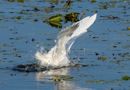 Silberreiher auf Fischfang