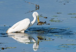 Silberreiher mit Fisch