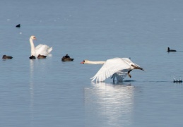 Höckerschwan