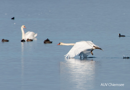 Höckerschwan