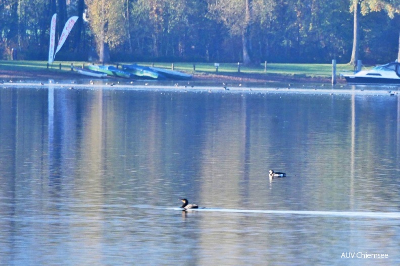 Prachttaucher
Mit einem Klick! zur Fotogeschichte mit weiteren Bildern
Schafwaschener Bucht / 27. Oktober 2019 / Foto: Johannes Almer
AktNatBeo-191027-ja-4_Prachttaucher-1140pix.jpg
