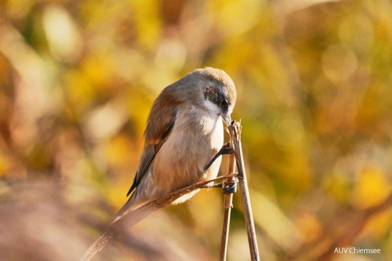 Beutelmeise
Mit einem Klick! zur Fotogeschichte mit weiteren Bildern
Schafwaschener Bucht / 27. Oktober 2019 / Foto: Johannes Almer
AktNatBeo-191027-ja-3_Beutelmeise-1140pix.jpg