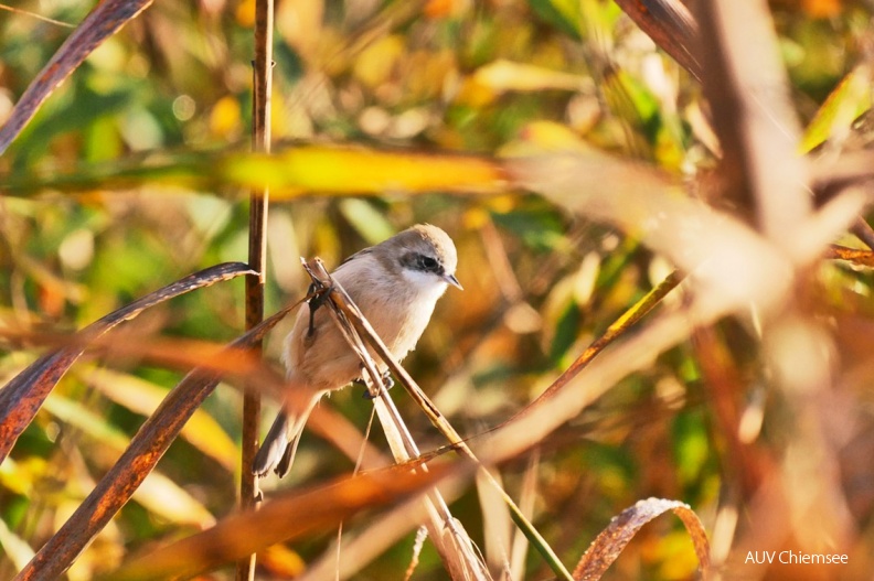 Beutelmeise
Mit einem Klick! zur Fotogeschichte mit weiteren Bildern
Schafwaschener Bucht / 27. Oktober 2019 / Foto: Johannes Almer
AktNatBeo-191027-ja-2_Beutelmeise-1140pix.jpg