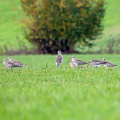 Große Brachvögel