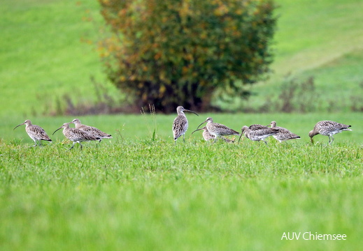 Große Brachvögel