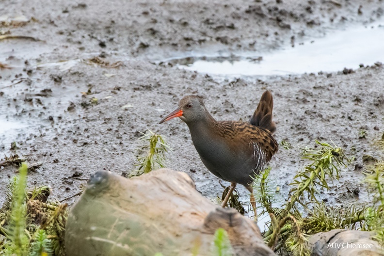Wasserralle
Mit einem Klick! zur Fotogeschichte mit weiteren Bildern
Naturbeobachtungsturm Hirschauer Bucht / 1. November 2019 / Foto: Thomas Alberer
AktNatBeo-191101-ta-Hirschauerbucht-Wasserralle-1-191101.jpg