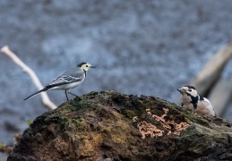 Bachstelze und Buntspecht