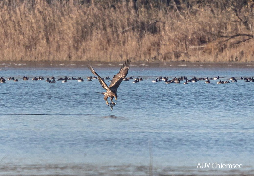 Seeadler erbeutet Schwarzhalstaucher