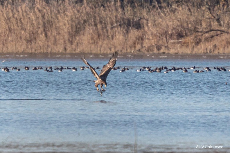 Seeadler erbeutet Schwarzhalstaucher
Mit einem Klick! zur Fotogeschichte mit weiteren Bildern
Hirschauer Bucht / um den 5. Dezember 2020 / Foto: Andreas Hartl
AktNatBeo-191205-ah-Seeadler_erbeutet_Schwarzhalstaucher_HB_(1).jpg