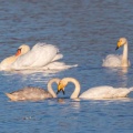 Singschwäne und Höckerschwan