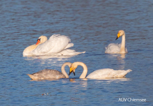 Singschwäne und Höckerschwan