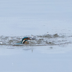 Eisvogel beim Fischfang