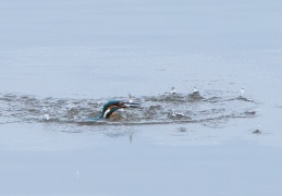 Eisvogel beim Fischfang