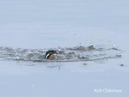 Eisvogel beim Fischfang