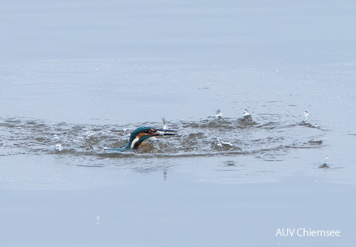 Eisvogel beim Fischfang