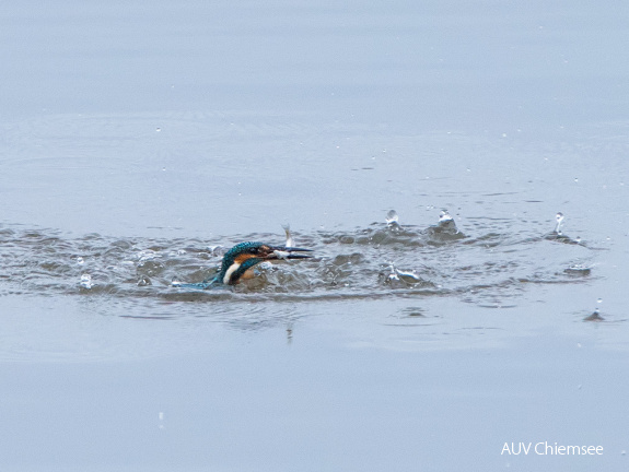 Eisvogel beim Fischfang