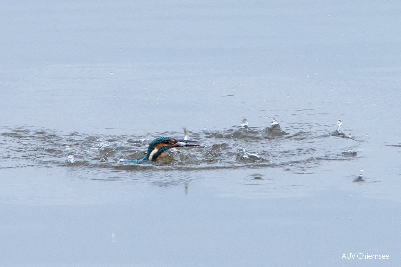Eisvogel beim Fischfang
Mit einem Klick! zur Fotogeschichte mit weiteren Bildern
Beobachtungsturm Hirschauer Bucht / 12. Dezember 2019 / Foto: Thomas Alberer
AktNatBeo-191212-ta-20_Eisvogel_HB_191212.jpg