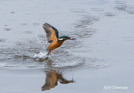 Eisvogel beim Fischfang